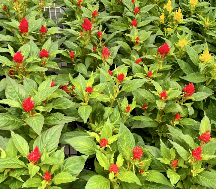 annual-celosia
