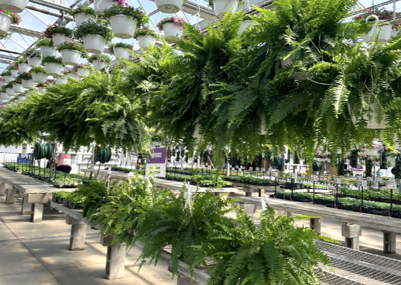 Hanging Ferns