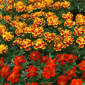 Annuals