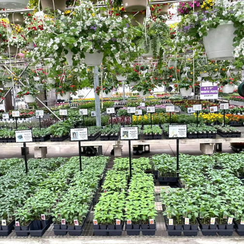 vegetables and herbs