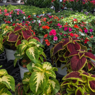 annuals plants