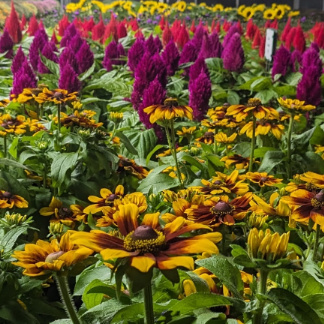 Annuals Potted