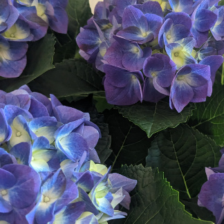 hydrangea
