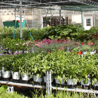 perennials growing outside