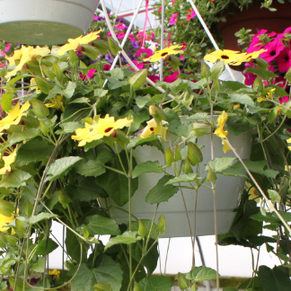 YellOW Flower Hanging Basket