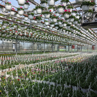 Greenhouse of Hanging Flower Baskets