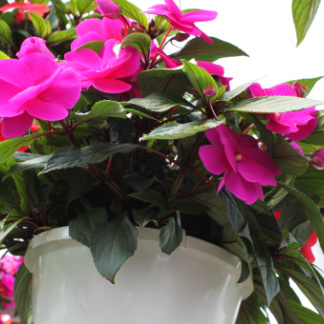Pink Flower Hanging Basket